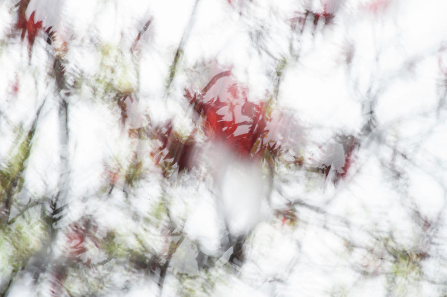 Abstract Photograph - Absract Image Of Garden Shrub On White by Mike Hill