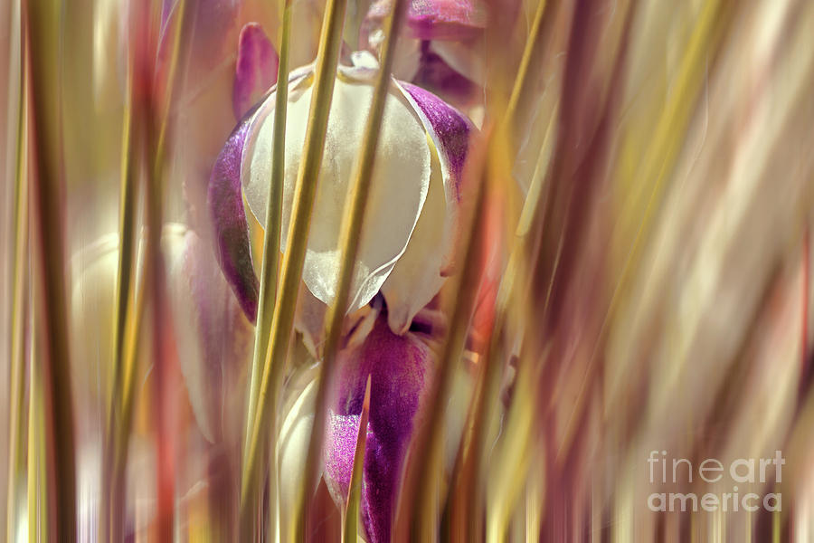 Abstract Afternoon Desert by Susan Warren Abstract Afternoon Desert by Susan Warren