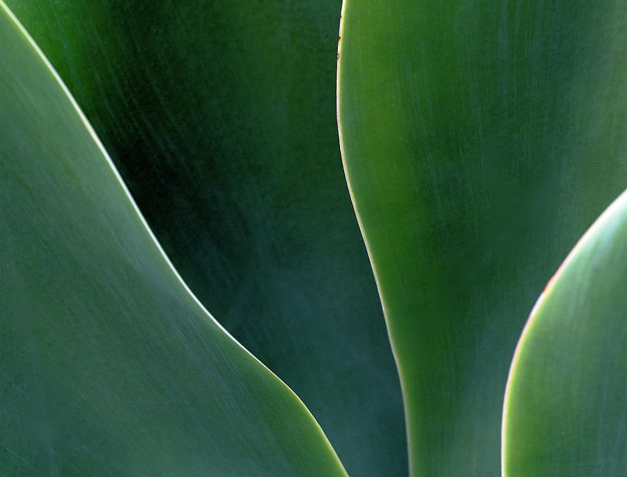 Abstract Agave Leaves Photograph by Mathew Spolin