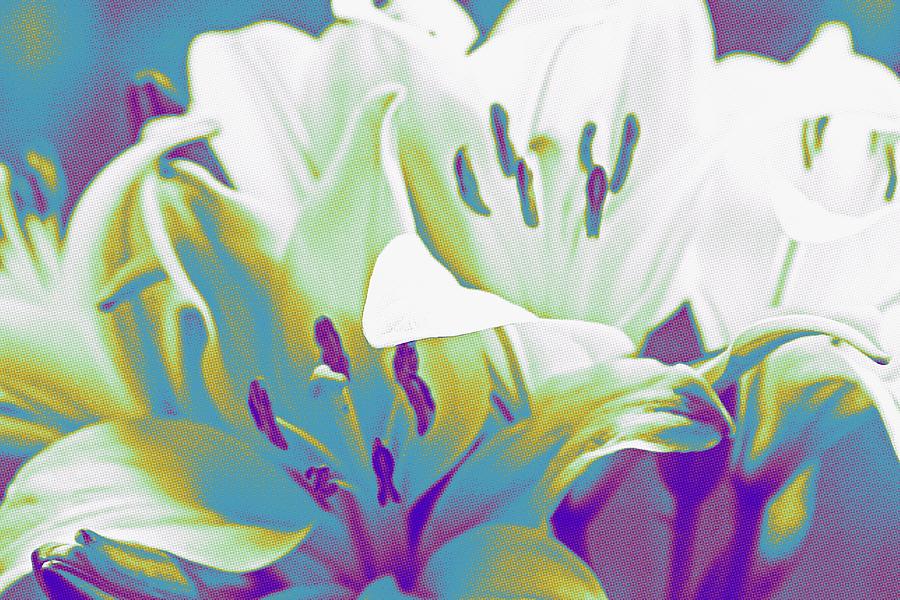 Lily Photograph - Abstract American Way Lilies by Cathy Lindsey