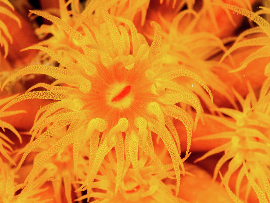 Abstract, Anthozoa Polyp Coral Reef, Photograph by Organizacion Bluewater