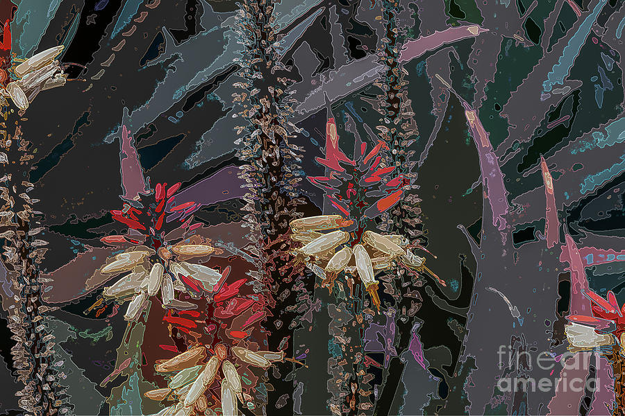 Abstract Art Succulents Photograph by Roslyn Wilkins