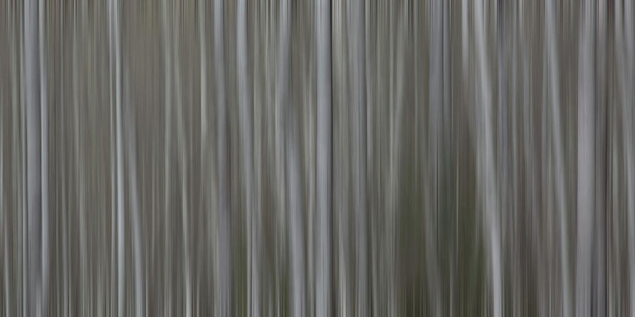 Abstract aspen trees Photograph by Julieta Belmont