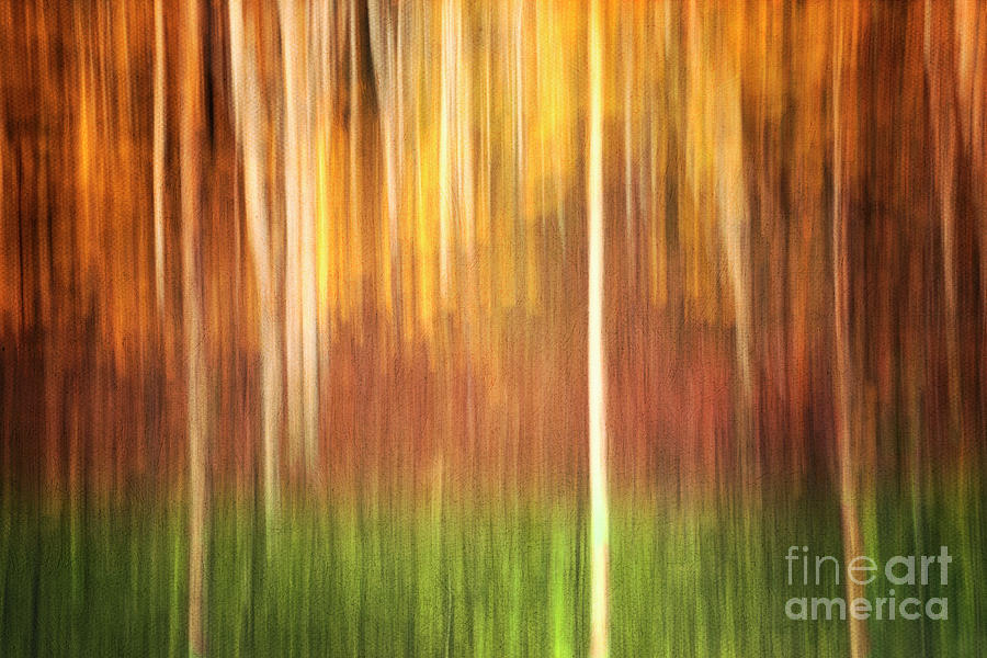 Abstract Autumn Forest Photograph by Priska Wettstein