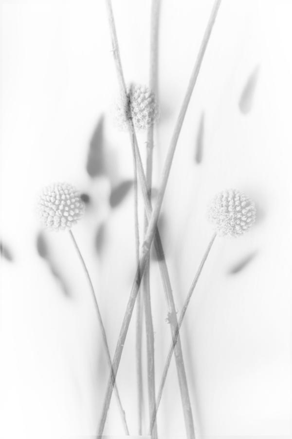 Abstract Photograph - Abstract Background Of Flowers by Cavan Images