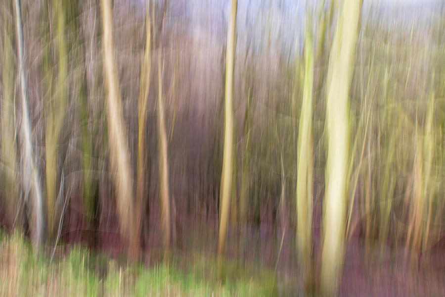 Abstract blur forest Photograph by Chris Smith