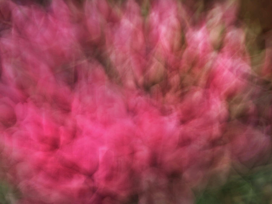 Abstract blurred floral like background of pinks and greens Photograph by Teri Virbickis