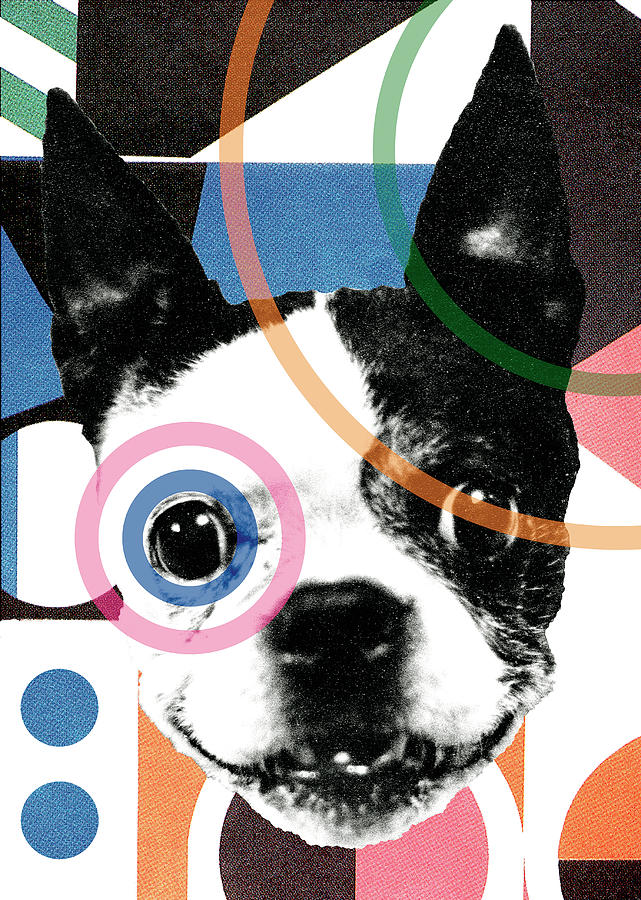 Boston Drawing - Abstract Boston Terrier by CSA Images