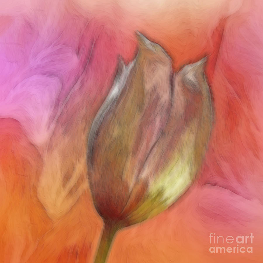Abstract Clematis Bud Photograph