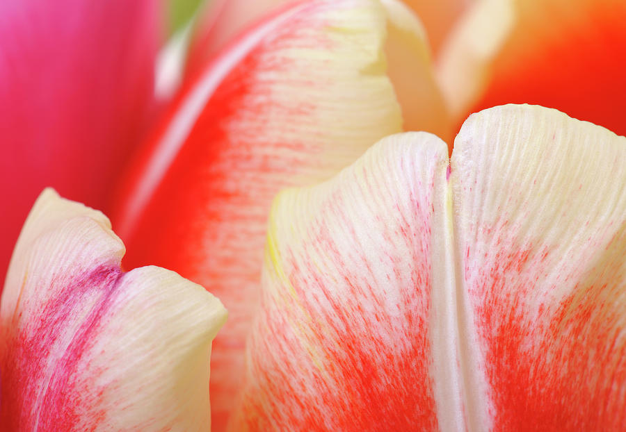 Abstract Colorful Tulips Close Up Photograph by Jpecha