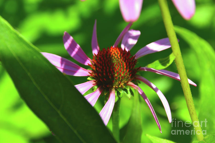 Abstract Coneflower Photograph by Robyn King