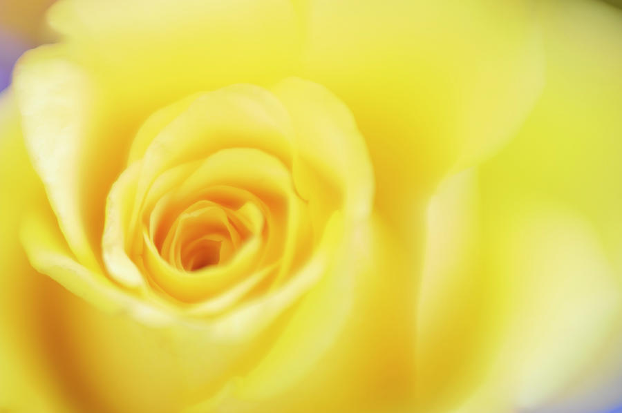 Abstract Defocussed Yellow Rose Photograph by Jpecha