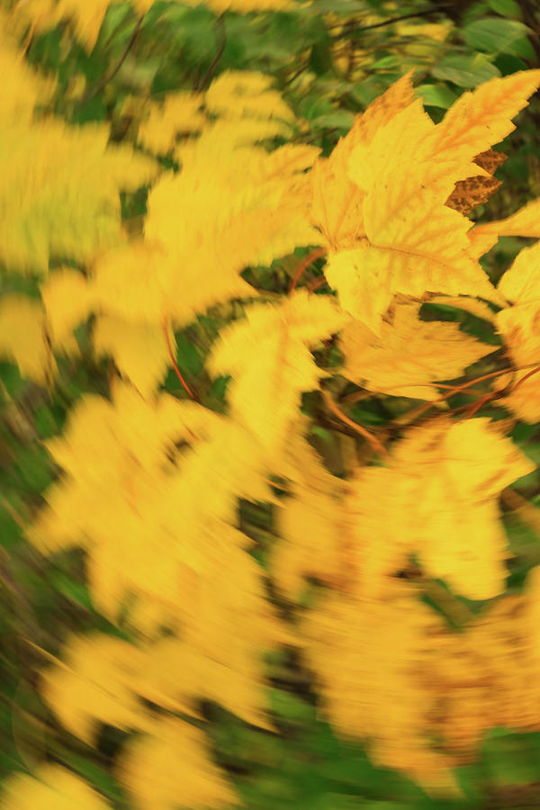 Abstract Fall - Yellow leaves in motion Photograph by Cristina Stefan