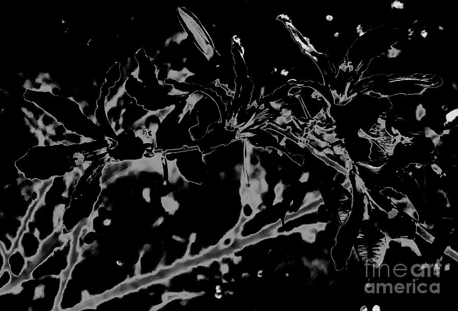 Black And White Photograph - Abstract Flower In Black And White by Raven Deem