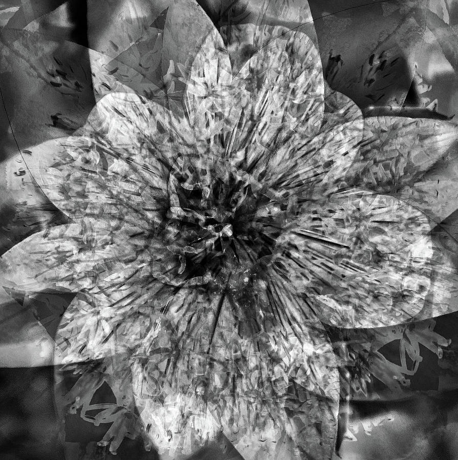 Abstract Flower Monochrome Photograph