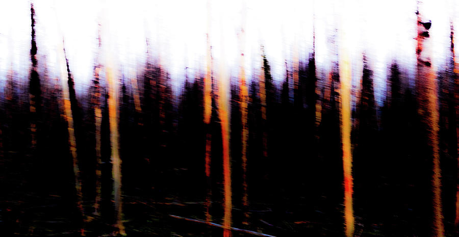 Abstract Forest Photograph by Aaron Geraud