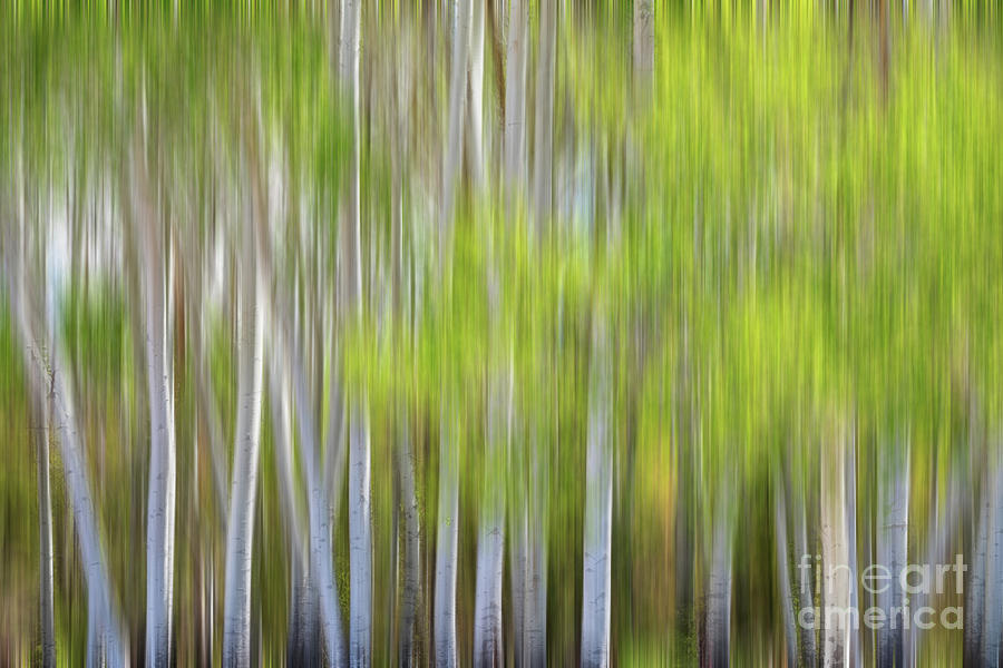 Abstract Forest In Motion Blur Photograph by James BO Insogna