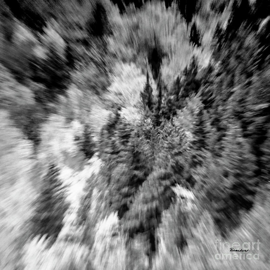 Abstract Forest Photography 5501e2 Photograph by Ricardos Creations