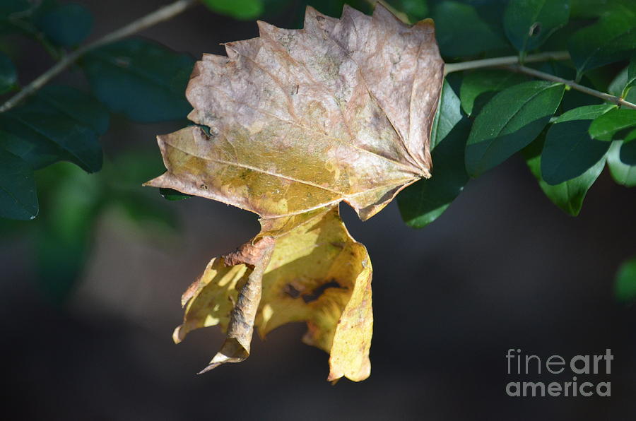 Abstract Gold Leaf Photograph by Maria Urso