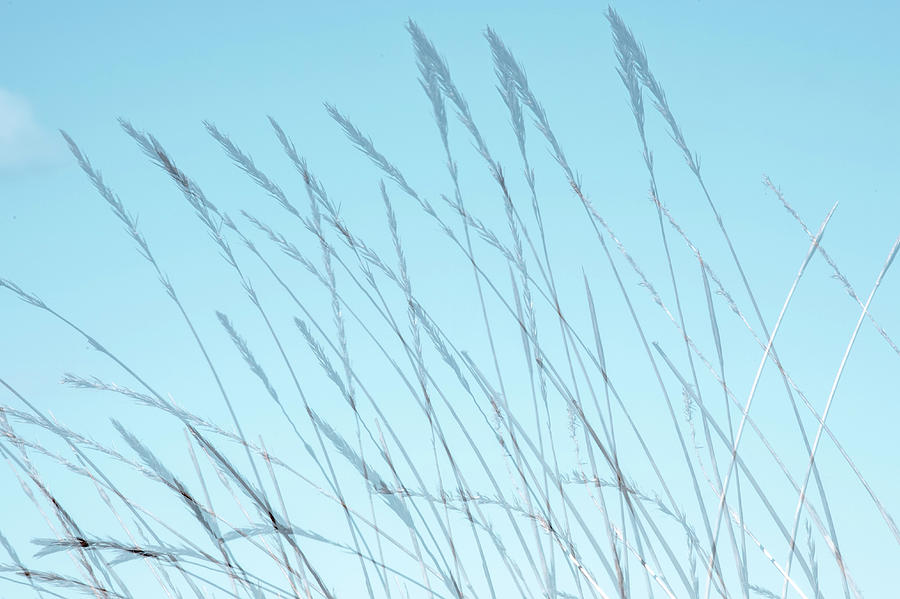 Abstract Grass 4 Photograph by Kathy Paynter