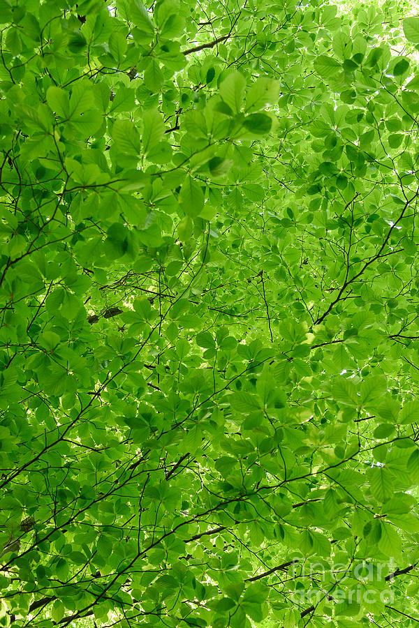 Abstract greenery background Photograph by Wdnet Studio - Fine Art America