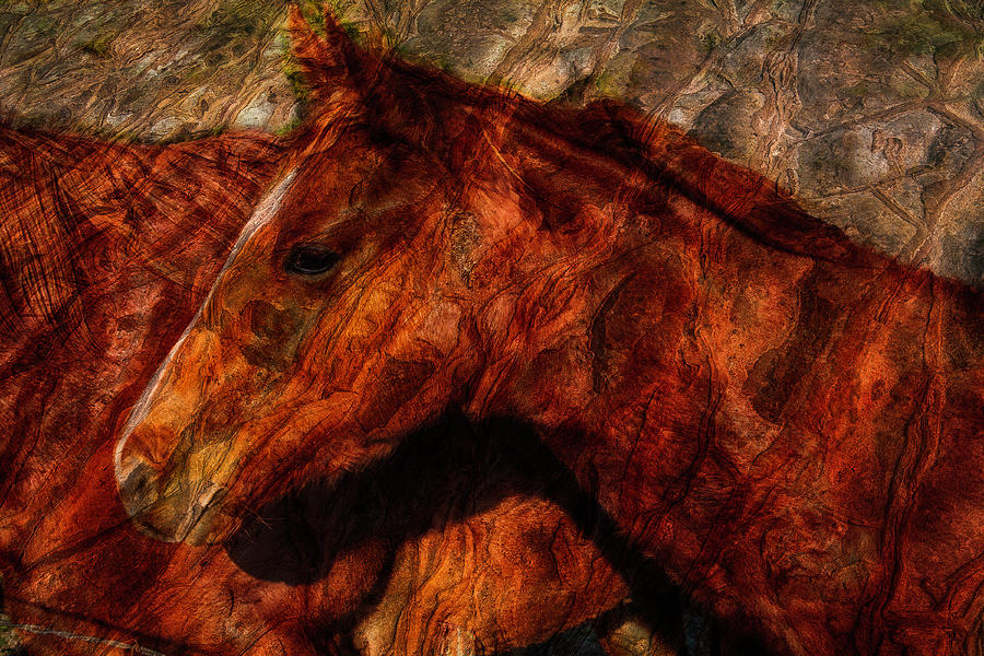 Horse Photograph - Abstract Horse Photograph by Fernando Margolles Horse Photograph - Abstract Horse Photograph by Fernando Margolles