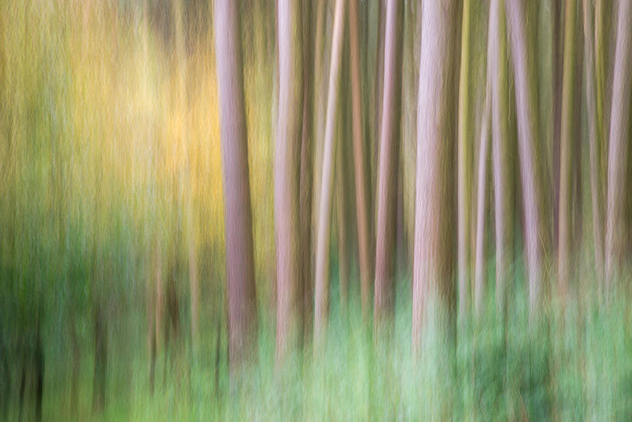 Tree Photograph - Abstract Image Of Forest by Andrew Kearton