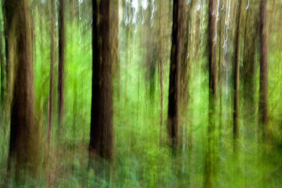 Abstract Image Of Hoh Rainforest - Photograph by Bill Gozansky