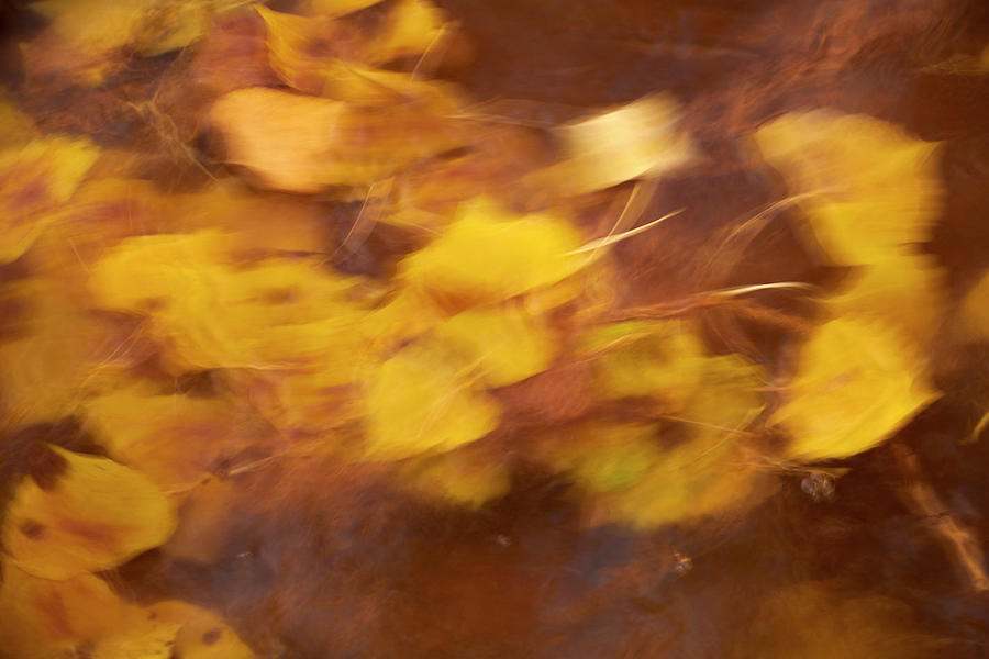 Abstract Leaves Photograph by Paul Freidlund