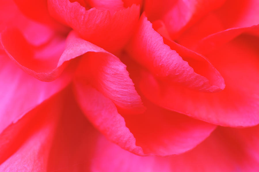 Abstract Macro Of A Dark Pink Carnation Photograph by Jpecha