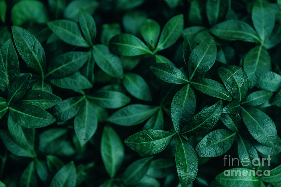 Abstract natural leaves background.  Photograph by Jelena Jovanovic