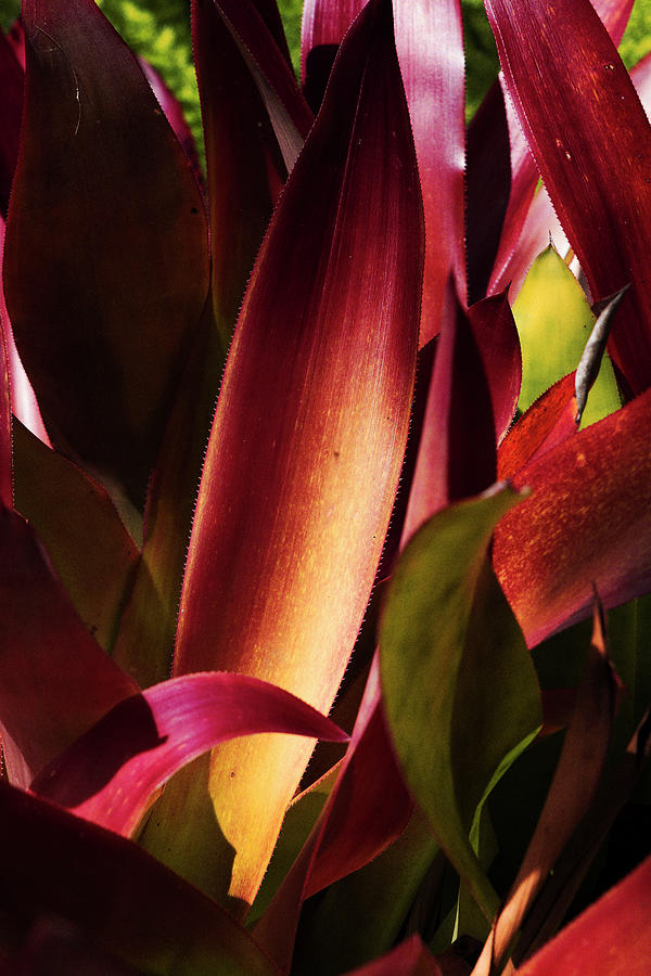 Abstract Of A Red Plant Digital Art by Laura Diez