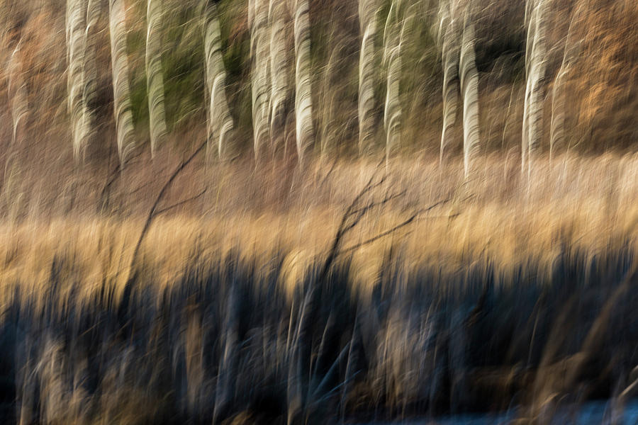Abstract of Birch At The Edge Of The Marsh 2018-1 Photograph by Thomas Young