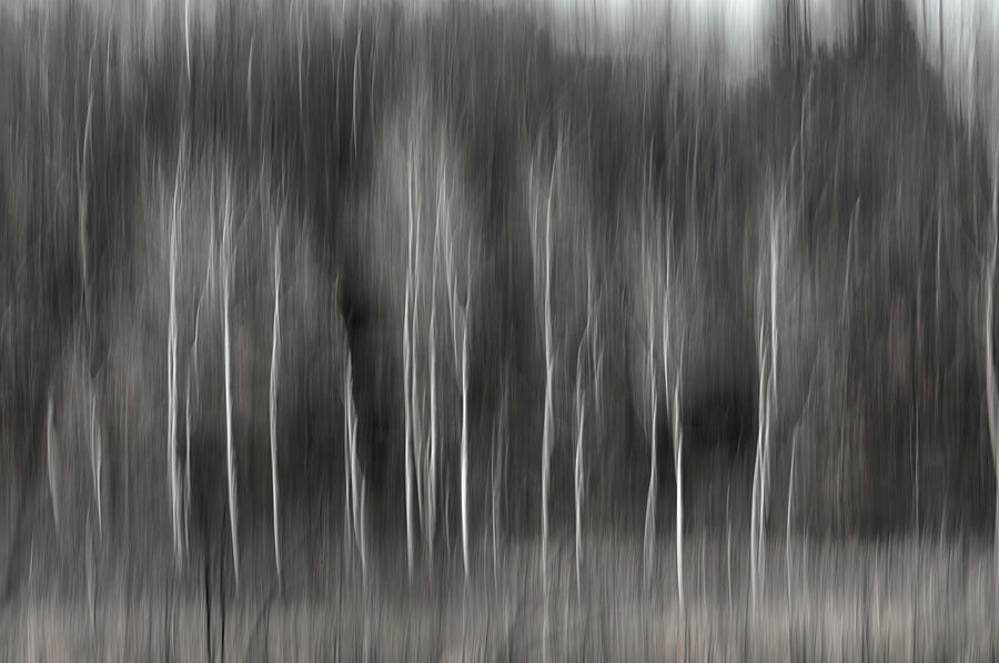 Abstract of Birch At The Edge Of The Marsh 2018-2 Photograph by Thomas Young
