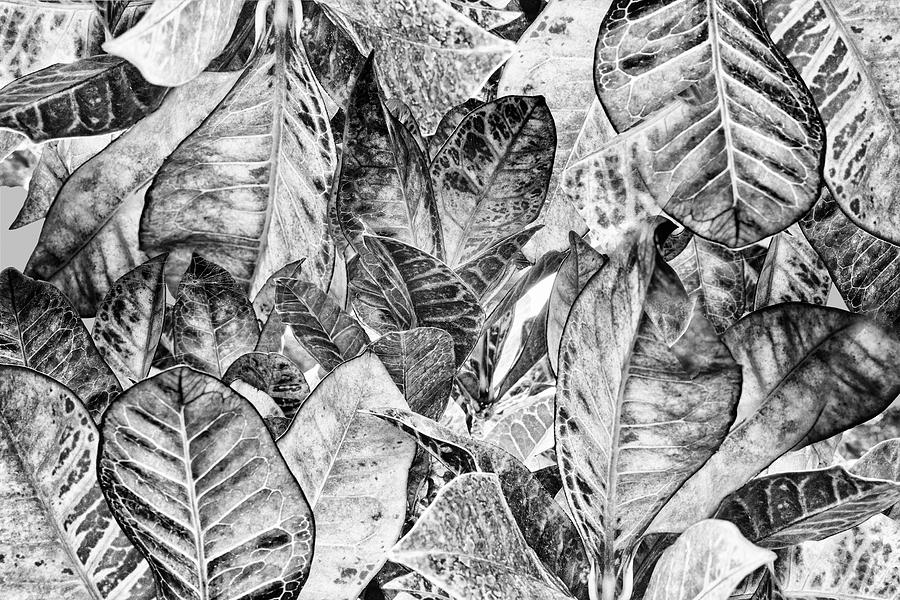 Abstract Of Leaves Digital Art by Laura Diez