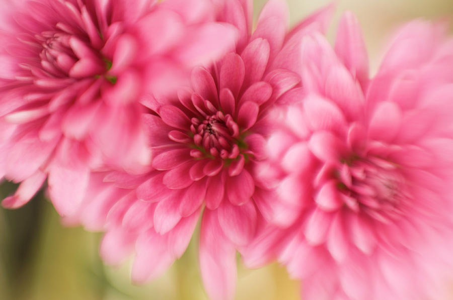 Abstract Of Three Chrysanthemums Photograph by Jpecha