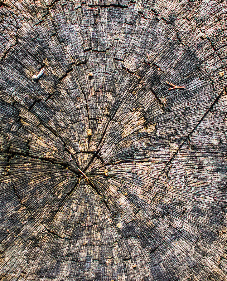 Abstract of tree ring Photograph by Hyuntae Kim