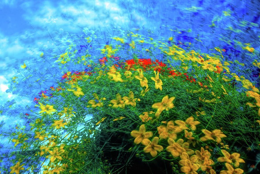 Abstract Of  Yellow And Red Flowers Photograph