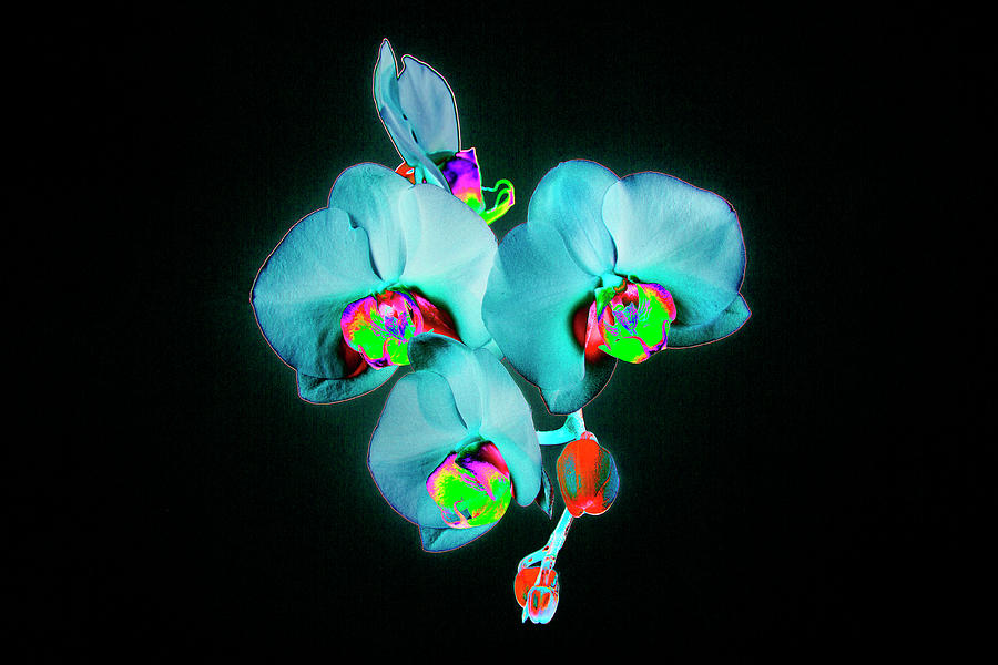 Abstract Orchid-07 Photograph by David Toase - Fine Art America