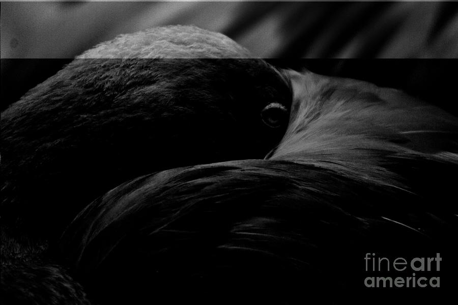 Abstract Flamingo Eye Black And White Photograph by Adam Jewell