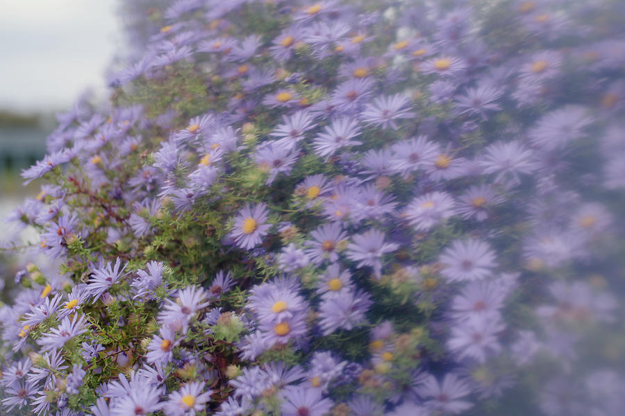 Abstract Photo Of Purple Flowers Vintage Effect Photograph by Cavan Images Abstract Photo Of Purple Flowers Vintage Effect Photograph by Cavan Images