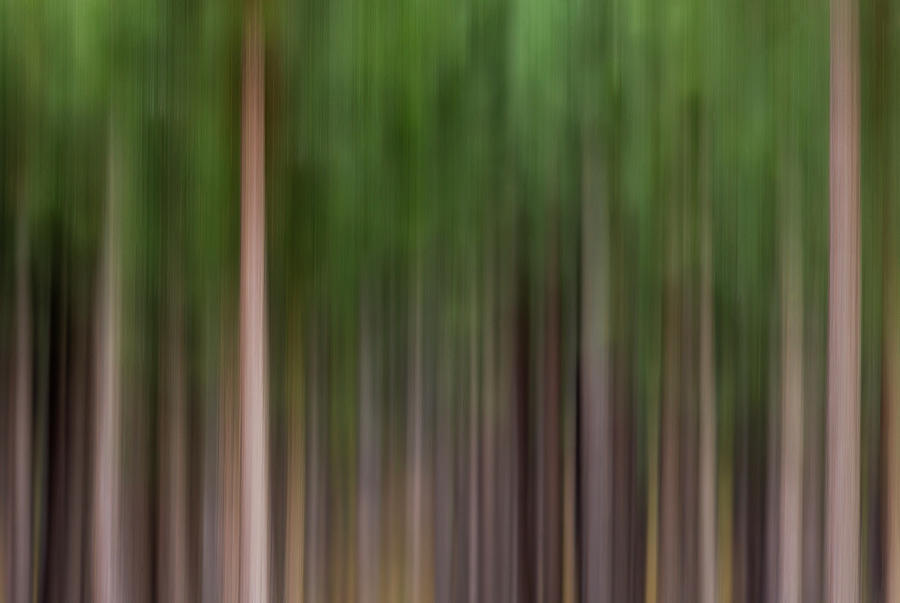 Abstract Pine Trees Photograph by Sebastian Kennerknecht