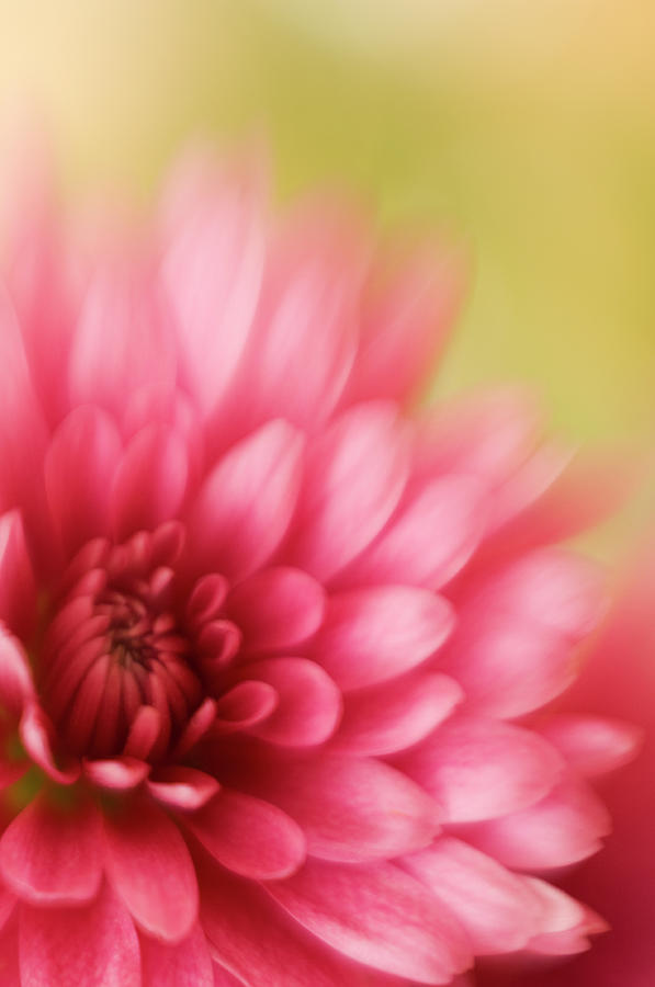 Abstract Pink Chrysanthemum Soft Focus Photograph by Jpecha