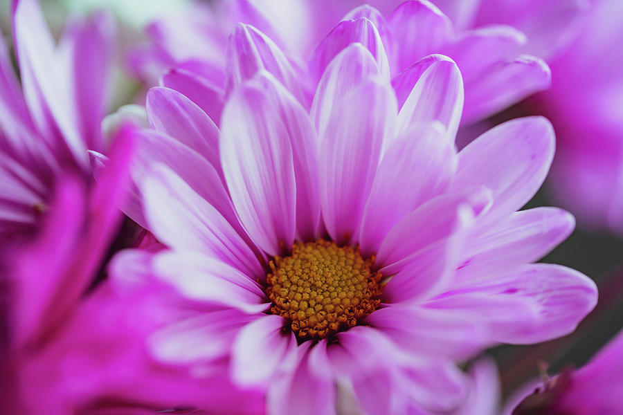 Abstract Pink Daisy Photograph by Chris Higgins - Fine Art America