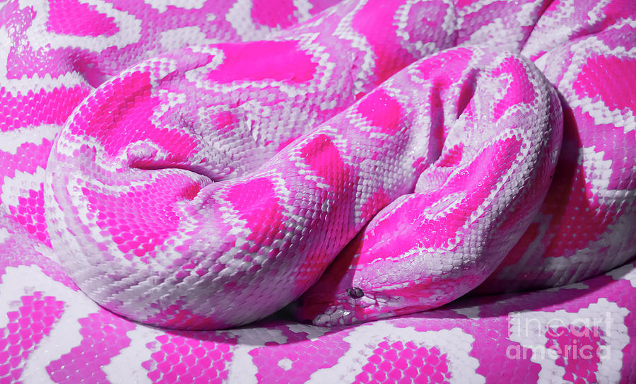  ANGDEST Snake Silhouette (Pink) (Set of 2) Premium