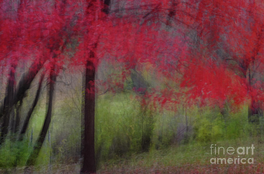 Abstract Red Maple Splendor Photograph by Tamara Becker