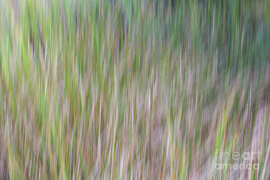 Abstract Sea Grass Photograph