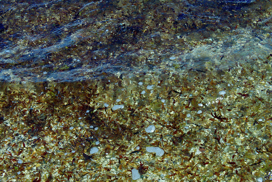 Abstract - Seaweed in the Surf Photograph by Eric Hafner