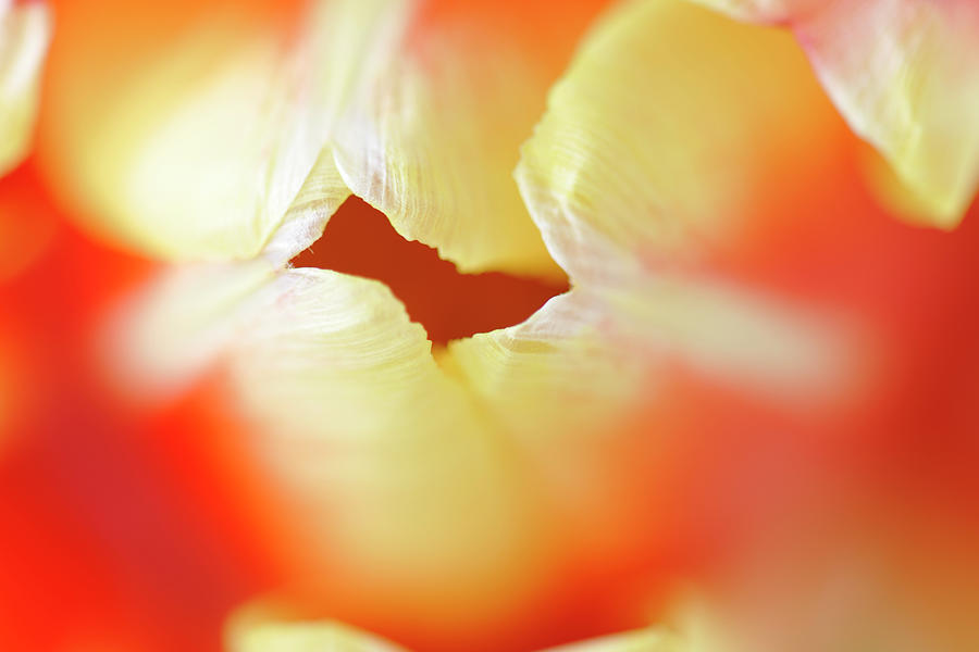 Abstract Sensual Colorful Tulip Tip Photograph by Jpecha