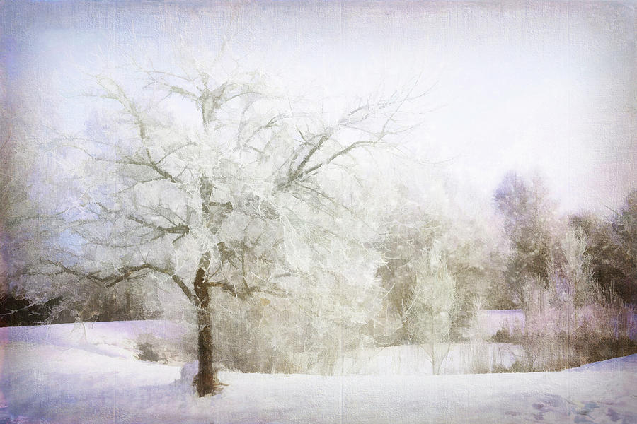 Abstract Snowy Trees Digital Art by Terry Davis